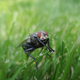 Illustration for article titled Shooting Challenge: Bugs Gallery (Part 2)